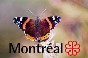 embleme-insecte-montreal