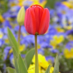 tulipan_4
