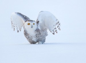 snowy-owl-wing-stretch-quebec