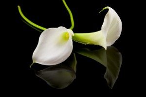 beautiful white Calla lilly over black background
